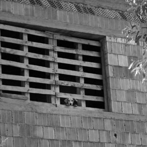 Extra-Large Outdoor Dog House