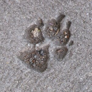 Premium Electric Dog Nail Grinder Kit