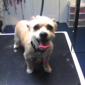 Professional Grooming Arm Table