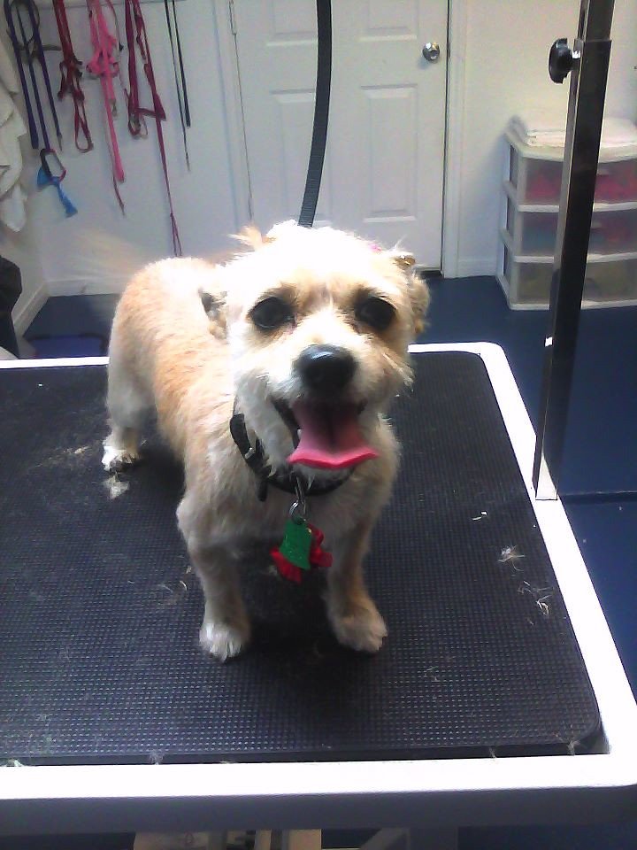 Professional Grooming Arm Table